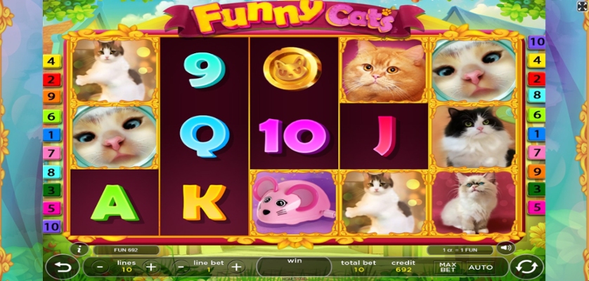 Funny Cats.jpg