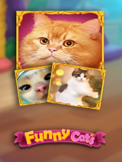 Funny Cats