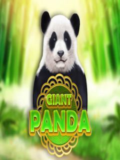 Giant Panda