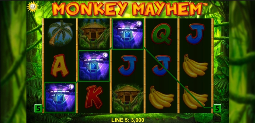 Monkey Mayhem.jpg